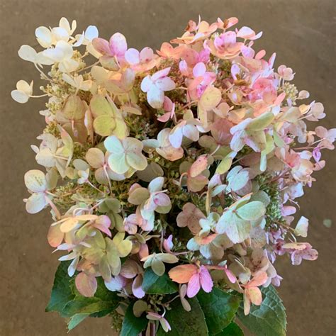 Pg Hydrangea Florabundance Wholesale Flowers