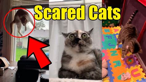 Best Scared Cats Compilation 2021 🙀😹 Reaction Youtube