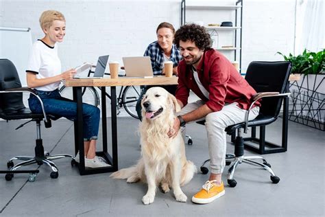 Pets Can Improve Workplace Communication Collaboration Veterinary