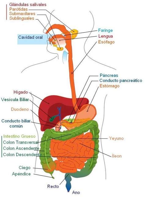 Aparato Digestivo Español Anatomia Y Fisiologia Anatomia Y