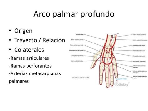 Arterias Del Antebrazo Y La Mano