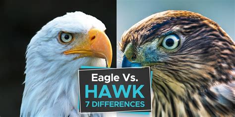 Eagle Vs Hawk The 7 Important Differences To Learn Birdwatching Buzz