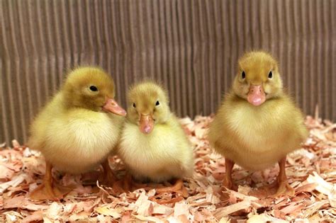 Metzer Farms Duck And Goose Blog Pekin Ducks