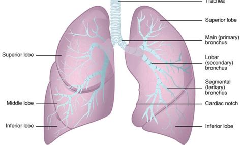 We did not find results for: Anatomy of the lungs: External features, Blood supply and ...