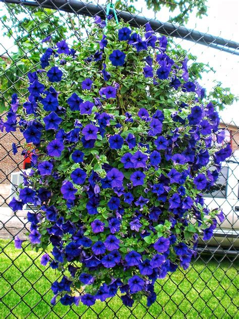 Spring Indigo Petunias Hanging Basket Flowers Petunia Flower Shade