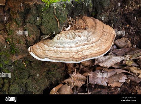 Oak Tree Fungus Disease Hi Res Stock Photography And Images Alamy