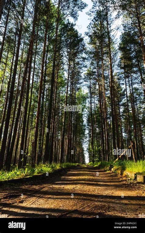 Road In The Coniferous Forest Forest Path Through A Pine Forest