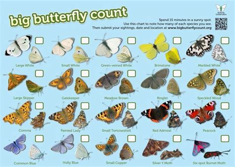 Get Your Kids Involved With David Attenboroughs Big Butterfly Count At