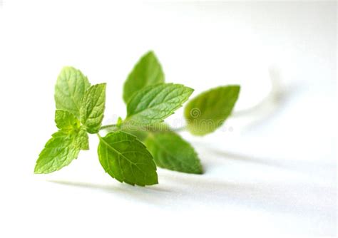 Sprig Of Mint Leaves Stock Image Image Of Background 8451911