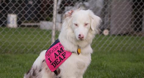 What Is A Double Merle Deaf Dogs Rock