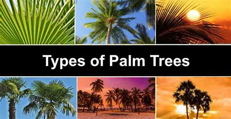 Types Of Palm Trees Chart