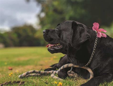 How Long Do Labs Live The Ins And Outs Of Labrador Health And Lifespan