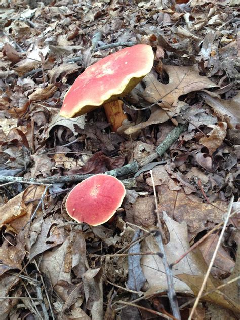 Recent Finds Gwinnett Georgia Mushroom Hunting And Identification