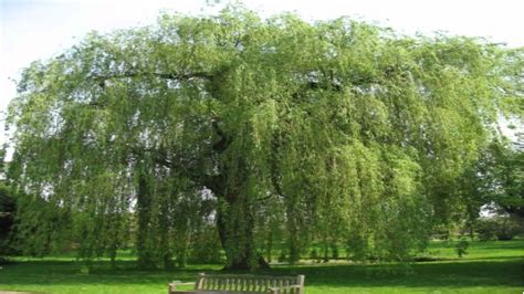 Weeping Willow Trees For Sale 325 At Tn Online Tree