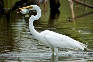Egrets I Ve Had A Few Kenilworth Aquatic Gardens Flickr