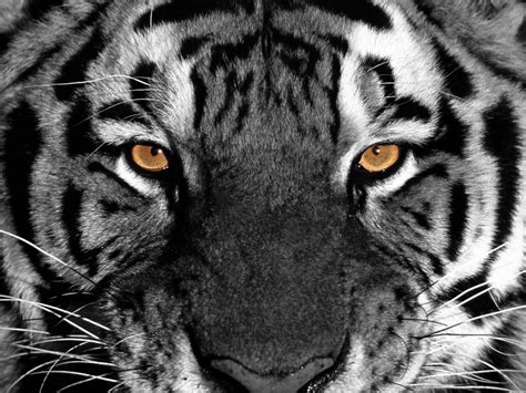 40 Gambar Hd Wallpapers Black And White Tiger Terbaru 2020 Miuiku