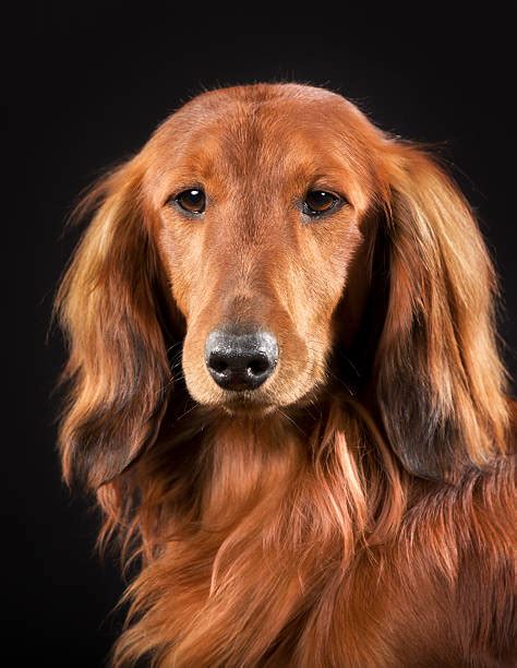 Royalty Free Long Haired Dachshund Pictures Images And Stock Photos