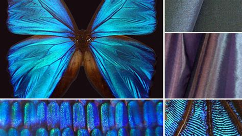 An Iridescent Butterfly Gives Rise To Naturally Bright Fabrics Of The