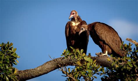 4 Years In Prison For Fatally Poisoning 50 Vultures In Guinea Bissau
