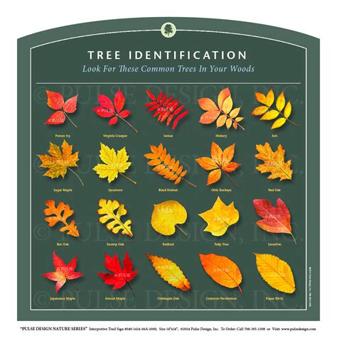 Outdoor Interpretive Nature Trail Sign In Tree And Leaf Identification