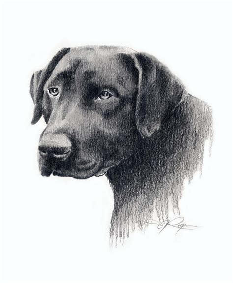 Deviantart is the world's largest online social community for artists and art enthusiasts, allowing people to connect. BLACK LAB Drawing Labrador Dog Art Print by Artist DJ Rogers | Etsy | Dog print art, Dog art ...