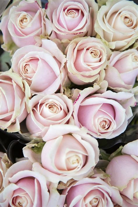 Rose Sweet Avalanche Blush Wedding Flowers Flower Guide Wholesale Flowers