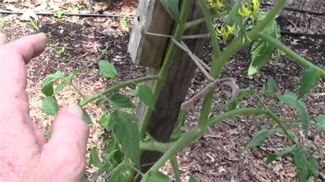 Tomato Plants How To Tie Them Up Youtube