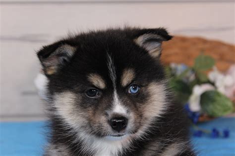 First, be sure to ask to visit the breeder where the parents of the the starting price for a purebred shepherd is around $3k and can go all the way up to $24k. Puppy Stores & Places Near Me - Puppies On Sale Near Me | VIP Puppies