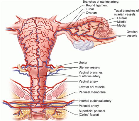 Anatomy Of The Female Genitourinary Tract Obgyn Key
