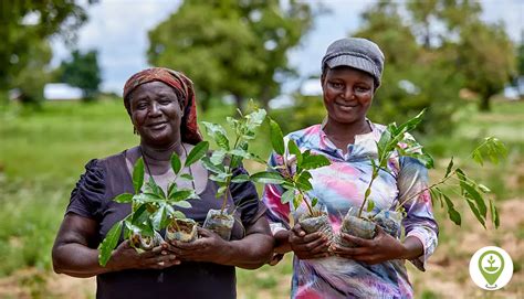 How Tree Planting Engages And Empowers Women Ecomatcher