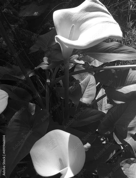 Black White Photography Dramatic Garden Lower Leafs Calla Lily