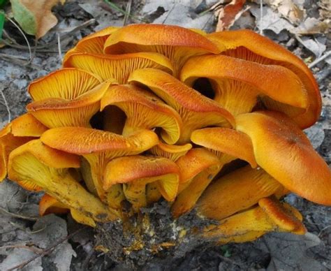 Omphalotus Olearius Commonly Known As The Jack O Lantern Mushroom Is