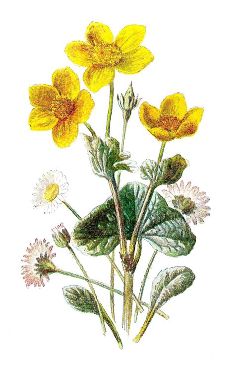 Antique Images Free Wildflower Download Flower Botanical Art Image