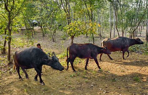 The Water Buffalo Or Domestic Asian Water Buffalo Bubalus