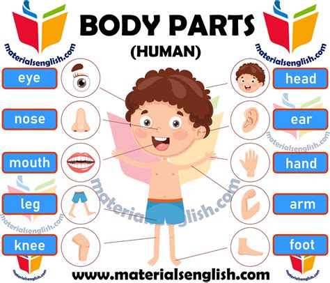 Human Body Parts Materials For Learning English