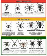 Pest Identification Texas Images