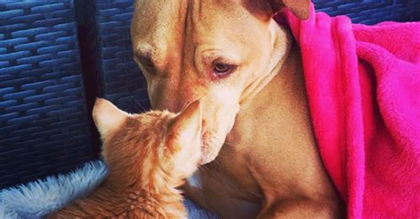 Rescued Pit Bull Has So Much Love For Tiny Ginger Kitten