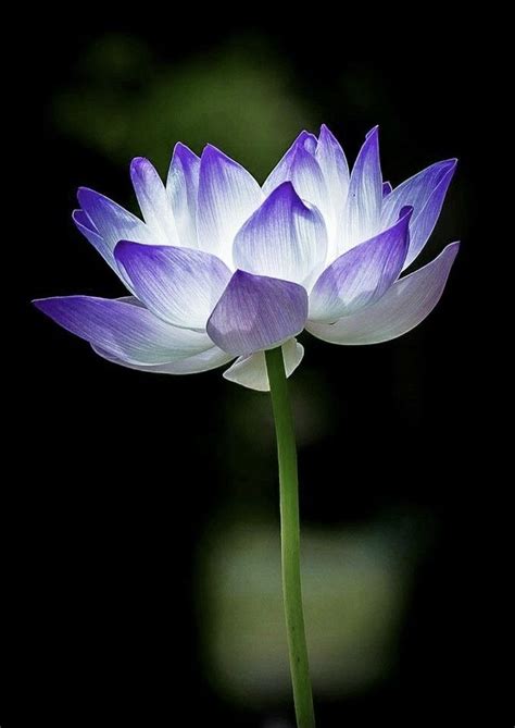 Pin By Ruangyuth On Backgrounds Lotus Flower Seeds Blue Lotus Flower