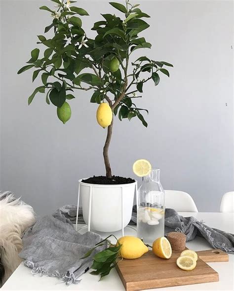 Easiest Fruit Tree To Grow Indoors Fruit Trees