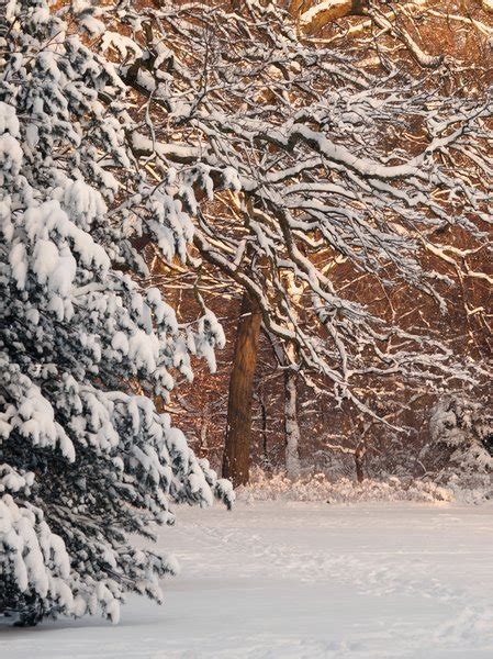 Free Stock Photos Rgbstock Free Stock Images Snowy Forest