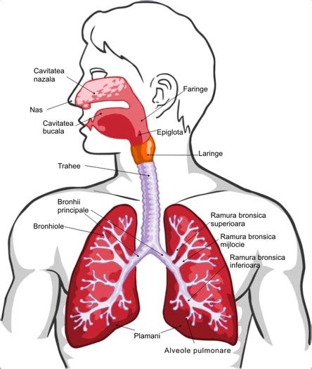 Aparatul Respirator Biologie