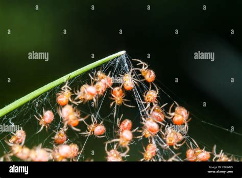 Groups Of Babies Spider Stock Photo Alamy