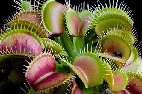 Top 10 Most Unusual Plants In The World Healthy Food Near Me