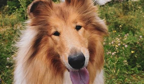 The collie breed comes in two different varieties—the rough and the smooth. 14 Facts About Collies And Why We Love Them | Page 3 of 4 | PetPress