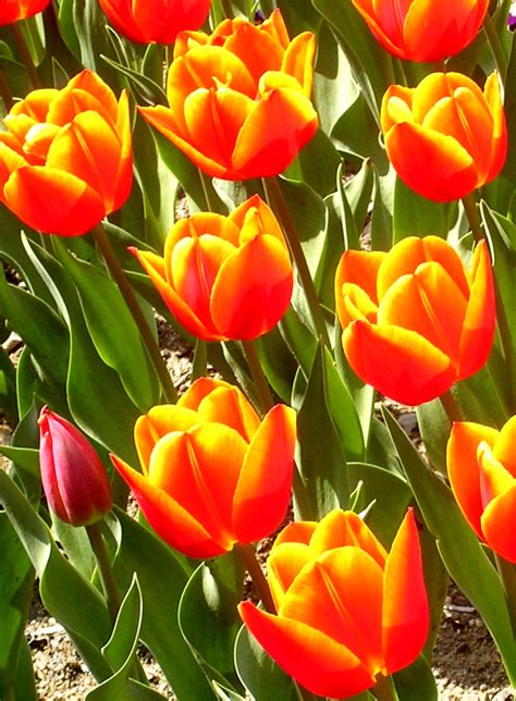 Filered And Yellow Tulips