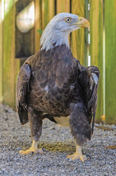 Bald Eagles Beaks Facts