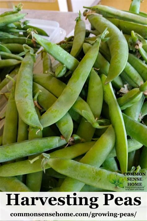 Growing Peas From Planting To Harvest What You Need To Know