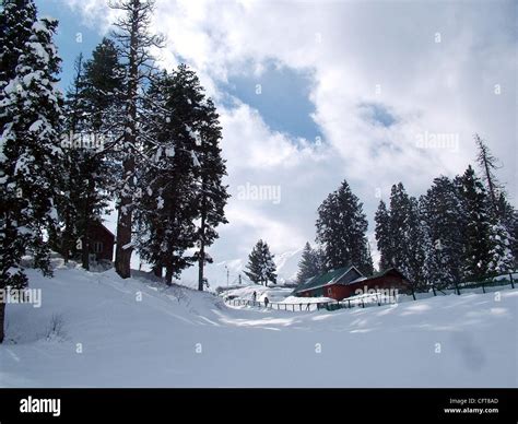 A Beautiful View Of Snow Covered Trees And Houses In Gulmarg Kashmir