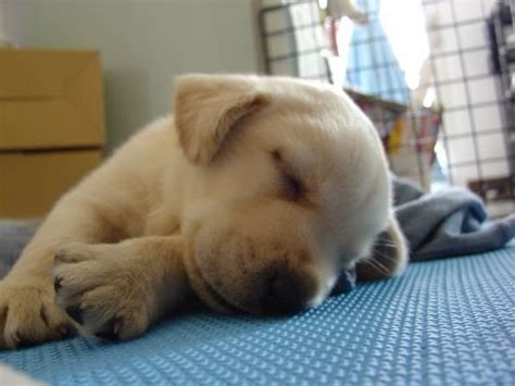 Cute Puppy Dogs Photos Cute Sleeping Lab Puppy
