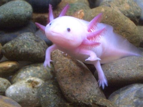 The Pink Handfish Oozes Cuteness Adorable Axolotl Animals Rare